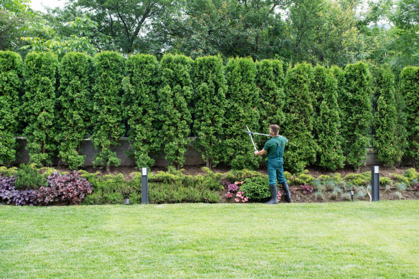 Reliable Attica, MI Tree Removal and Landscaping Services Solutions